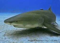 Laying on the Sand,last dive of the trip at Sharks Paradi... by Gary Curtis 